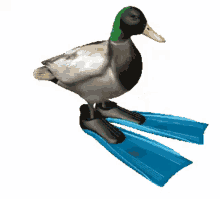 Pato girando